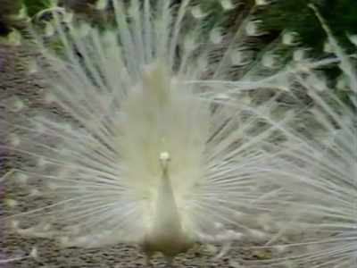 We brought animals, like peacocks. - Wild Wild Country