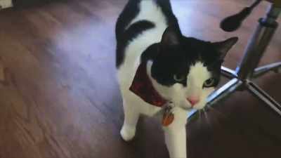  We brought our cat
 from the mainland, - Phrogging: Hider in My House