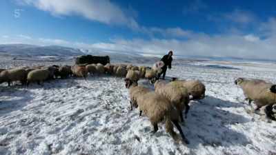 We brought them down yesterday night
cos it started to blizzard. - Our Yorkshire Farm