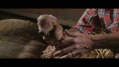 We call her, "Thumbelina." - The Biggest Little Farm: The Return