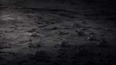 We called him when we
first noticed these hatchlings. - The Beach House
