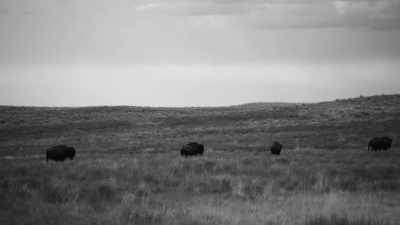 "We called it
a scarcity of buffalo, - The American Buffalo