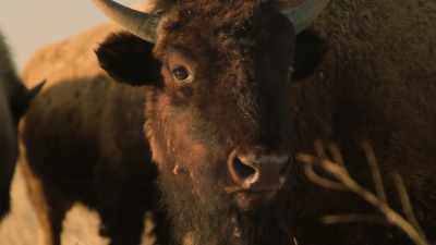 We can be related
on a spiritual plane." - The American Buffalo