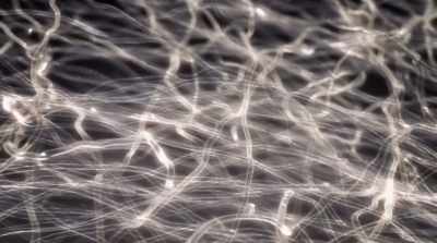 We can capitalize on this - Fantastic Fungi