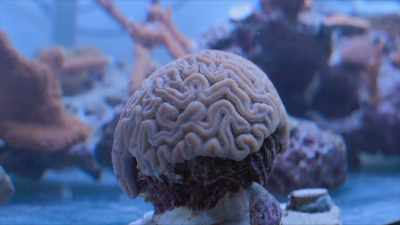 We can cycle corals through
the system to figure out - A Brief History of the Future
