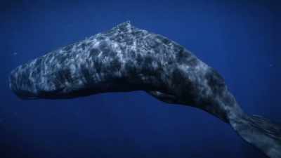 We can write entire books
using only 26 letters. - Secrets of the Whales
