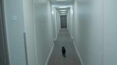 We can't have animals
in my building, - Stripped: Los Angeles