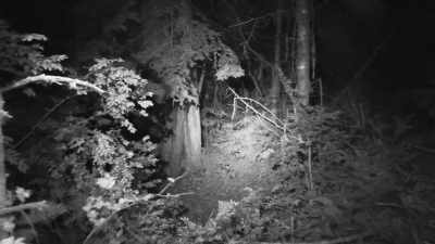 We can't see as well
in these dense forests
at night - Expedition Bigfoot