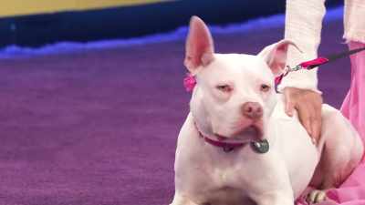 We celebrate their personality,
their likability - 2022 American Rescue Dog Show
