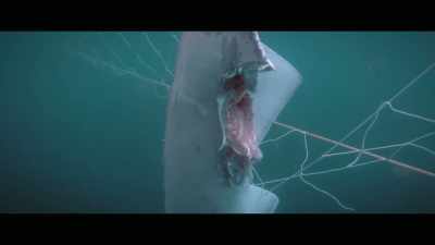 We checked all the nets
on the Gold Coast that day - Envoy: Shark Cull