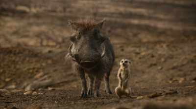 - We were concerned, because...
- Because, you know... - The Lion King