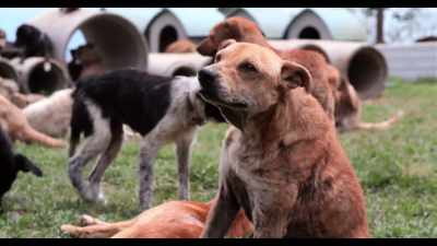 We consider them our dogs - Dogs