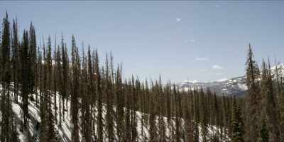We could control
these pine beetles - Hot Money