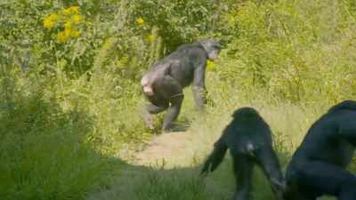 We did a very
comprehensive exam, - Secrets of the Zoo