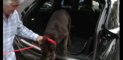 We did Queensland first - Koko: A Red Dog Story