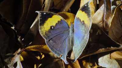 We discover how animals use colour
to hide from predators - Attenborough's Life in Colour