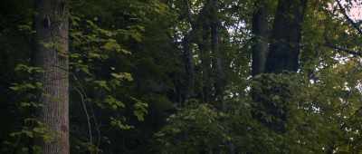 We do have some Pennsylvania
Dutch Germans here as well, - The Mothman Legacy