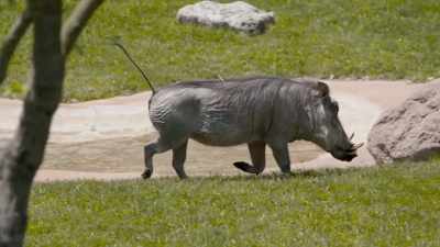 We do have two females, - Secrets of the Zoo