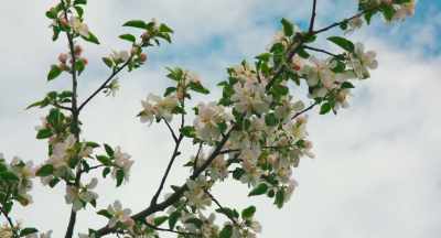 We do mostly chemical thinning, - The Pollinators