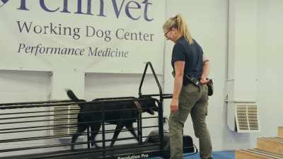 We do warm-ups before they do activities. - Inside the Mind of a Dog