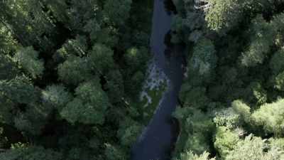  We don't actually know
 what blanketing this forest - Expedition Bigfoot