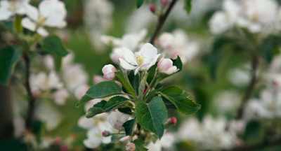 We don't do any flower
or blossom thinning, - The Pollinators