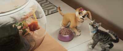 We don't fight all the time - Gracie & Pedro: Pets to the Rescue