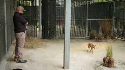 We don't have any male keepers
in this barn, - Magic of Disney's Animal Kingdom