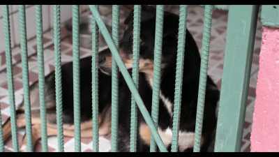 We don't have as many animals
because we know we wouldn't be able - Dogs