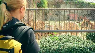 We don't know exactly how
big this tiger enclosure is, - Trafficked with Mariana van Zeller