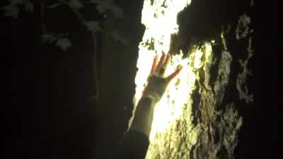 We don't know
if this was built
by an animal, - Expedition Bigfoot