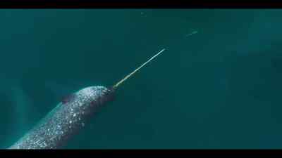 We don't know yet
if all narwhal hunt like this, - Our Oceans