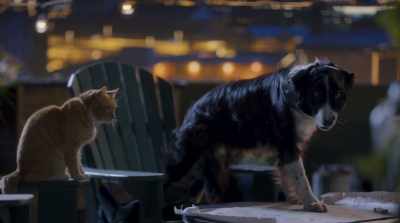 We don't participate in it.
Boring is good, remember? - Cats & Dogs 3: Paws Unite