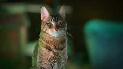 We don't want any trouble.
We're here for the rat. - Scaredy Cats