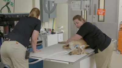 We don't want spoons to be
so deeply anesthetized - Secrets of the Zoo