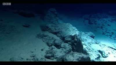 We found that in China, - Extinction: The Facts