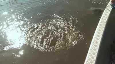 We got a brute. - Swamp People