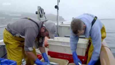 We got a decent morning's work. - Cornwall: This Fishing Life