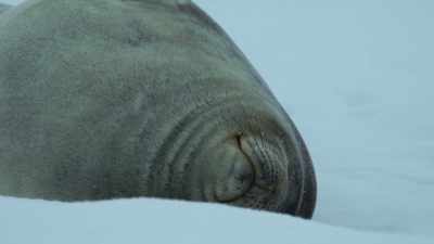 We got a Weddell seal
basking in this sub zero
temperature just - Shackleton: The Greatest Story of Survival