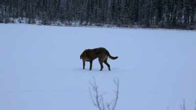 We got to make sure there's
enough dead standing trees - Life Below Zero: Next Generation