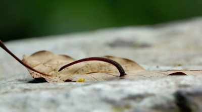 We got single cotton ceiling
with just two tiny leaves. - Strangest Things
