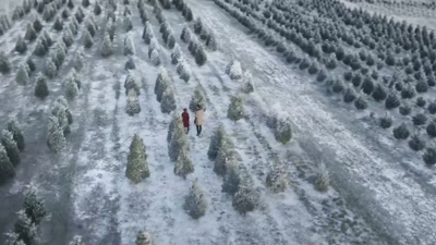 We grow four types of Christmas trees. - Christmas in Pine Valley
