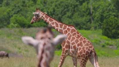 We have 14 of them here, - Secrets of the Zoo