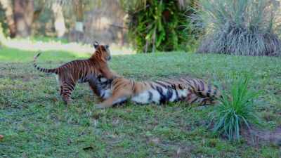 We have a diversity of animals,
both terrestrial and aquatic. - One Day at Disney