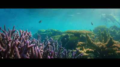 We have a lot of people - Envoy: Shark Cull