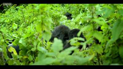We have a moment
when we can change our world - Extinction: The Facts