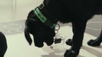 We have a task called
the impossible task, - Inside the Mind of a Dog