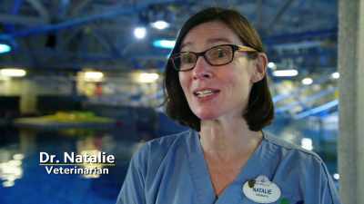 We have a time frame that we look at,
so we give them about seven days... - Magic of Disney's Animal Kingdom