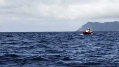 We have a unique
population of orca here. - Secrets of the Whales