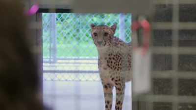We have a very special, probably
unexpected, training session - Secrets of the Zoo